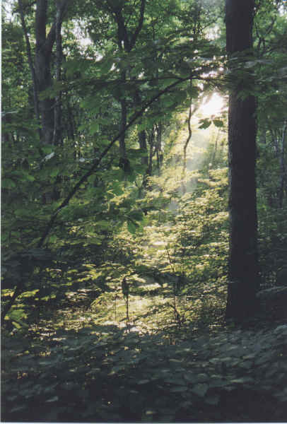 Sunlight filtering through the timber at Funks Grove